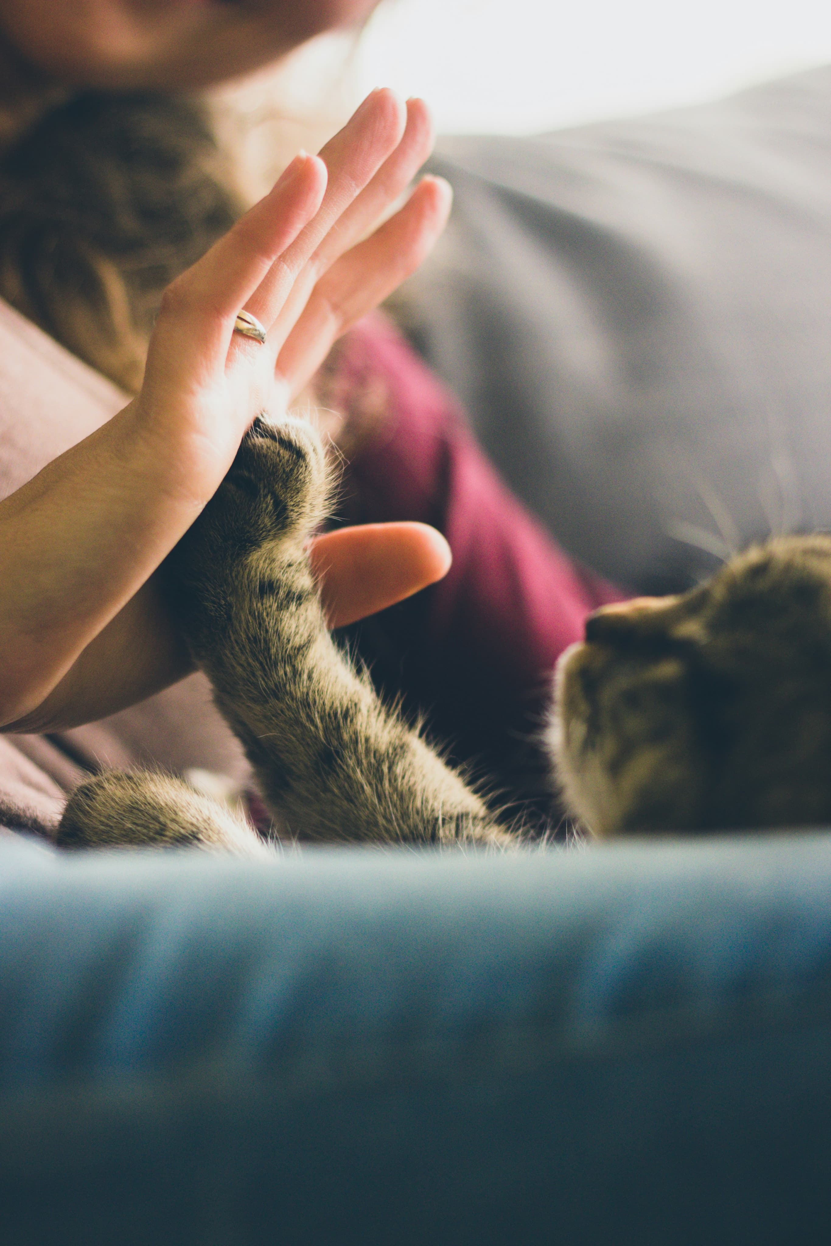 Hand reaching toward a cat in warm sunlight